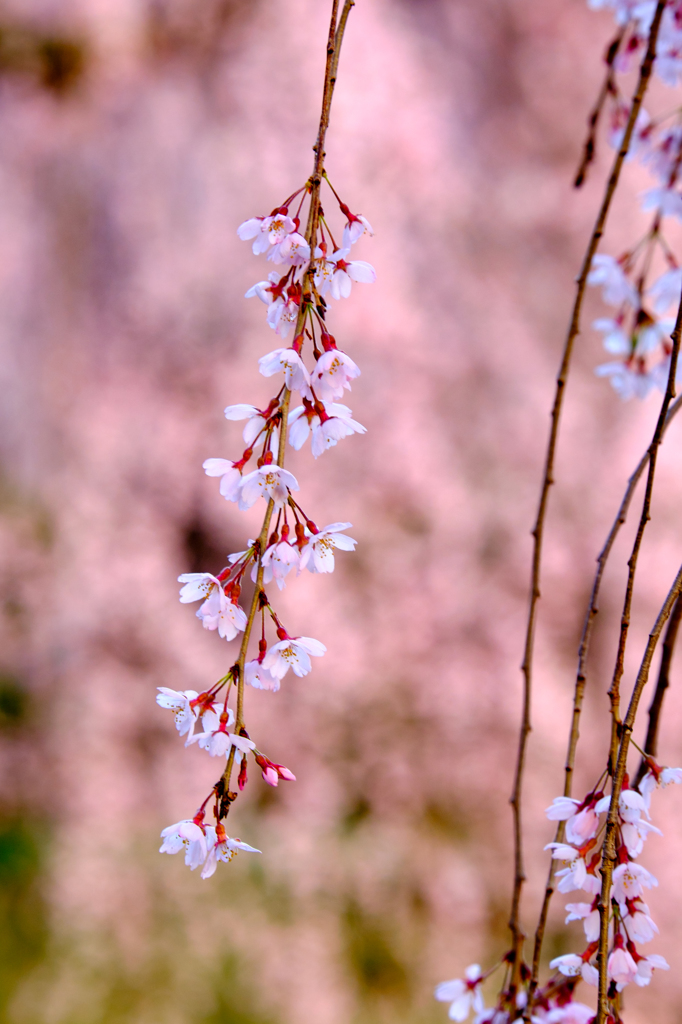 枝垂れ桜