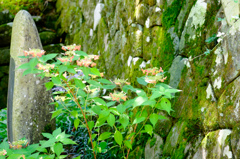 紫陽花と苔むす塀