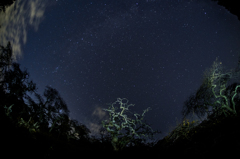 しだれ栗と星空