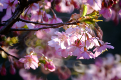 河津桜をミラーレンズで