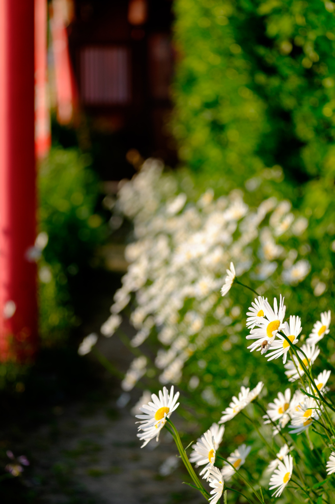 参道の花