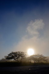空と太陽と木と
