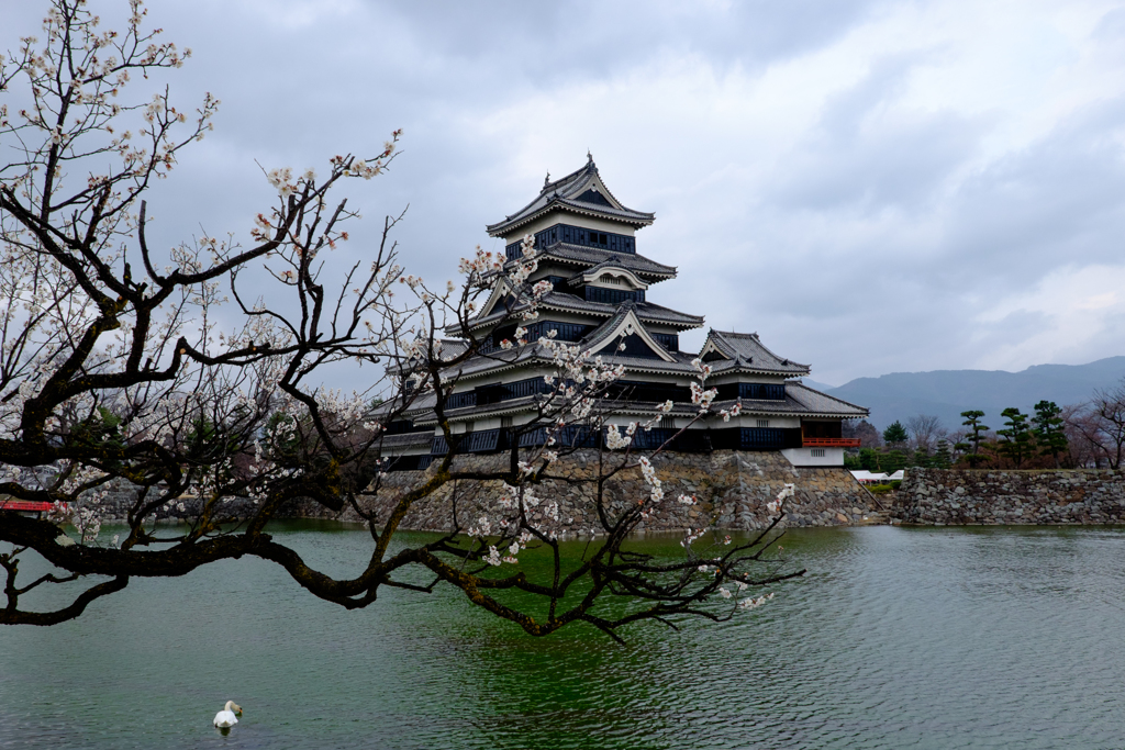 梅と白鳥とお城