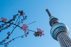 河津桜とツリー