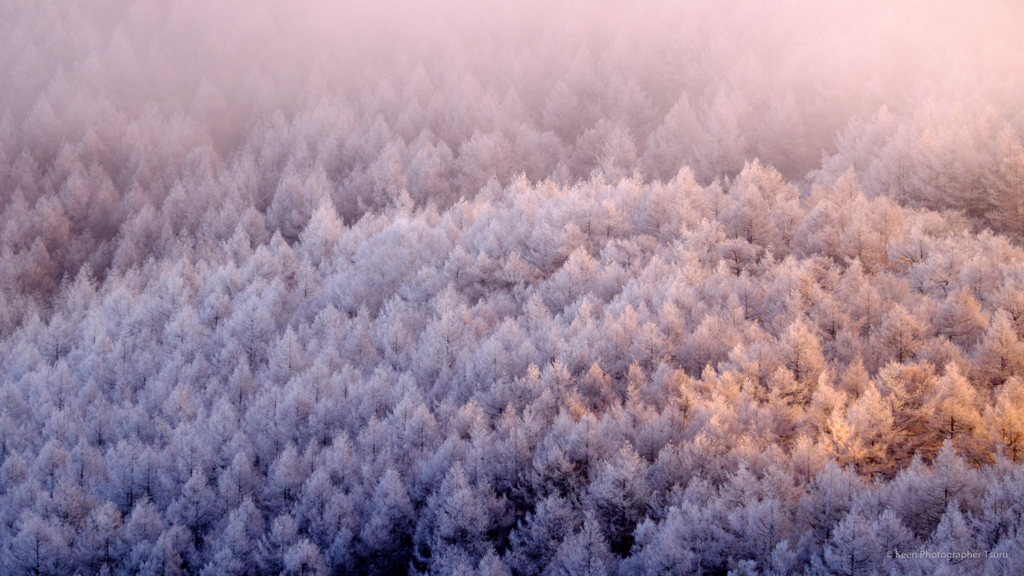 霧氷の山