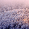 霧氷の山