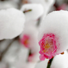 雪帽子
