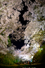 見上げる桜空