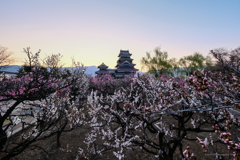 松本城公園の梅
