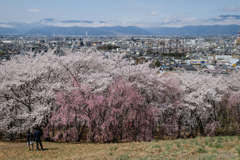 眼下に桜