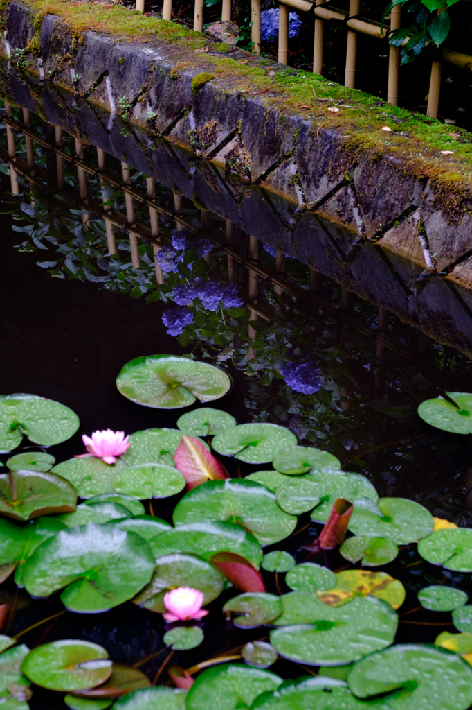 映る紫陽花