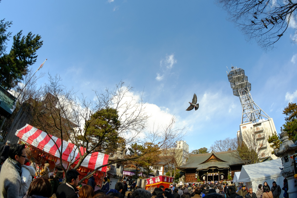 鳩飛ぶ参道