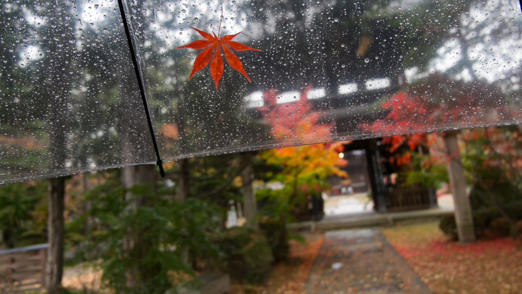 落ち葉が傘に