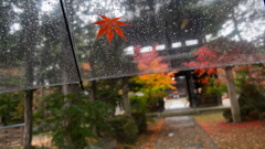落ち葉が傘に