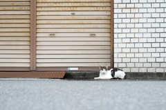 シャッター前の子