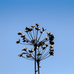 冬の花