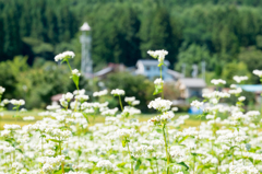 そば咲く農村