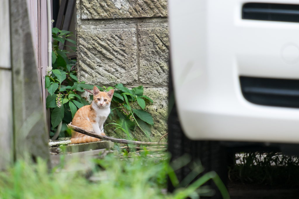 キュート