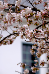 桜と窓と