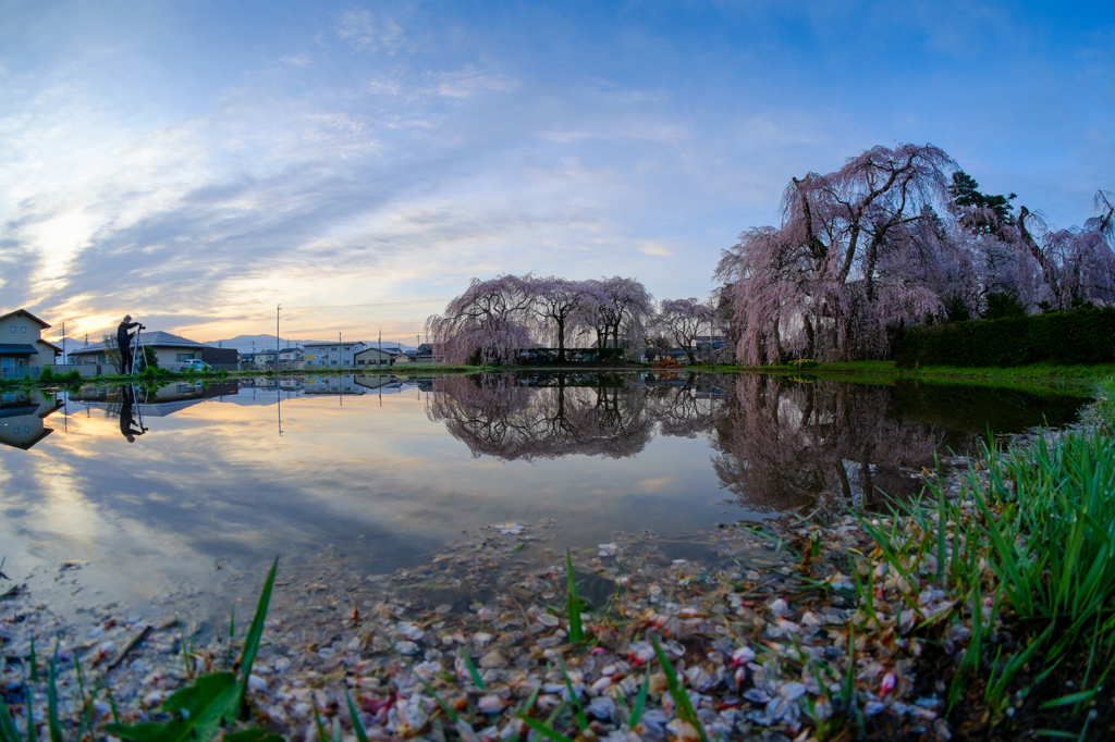 桜な朝