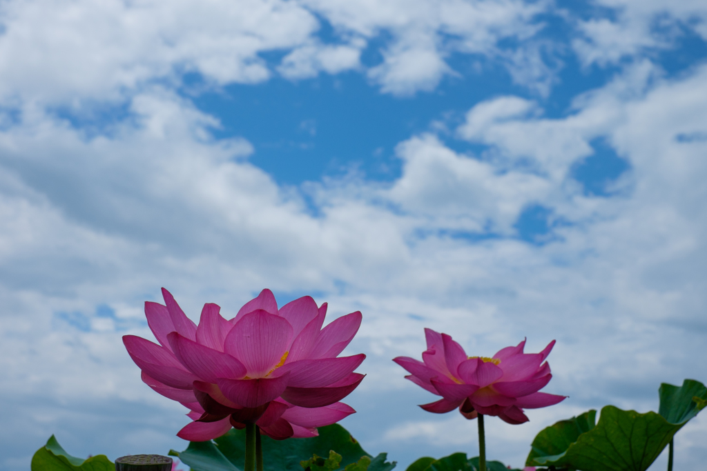 青空が恋しい