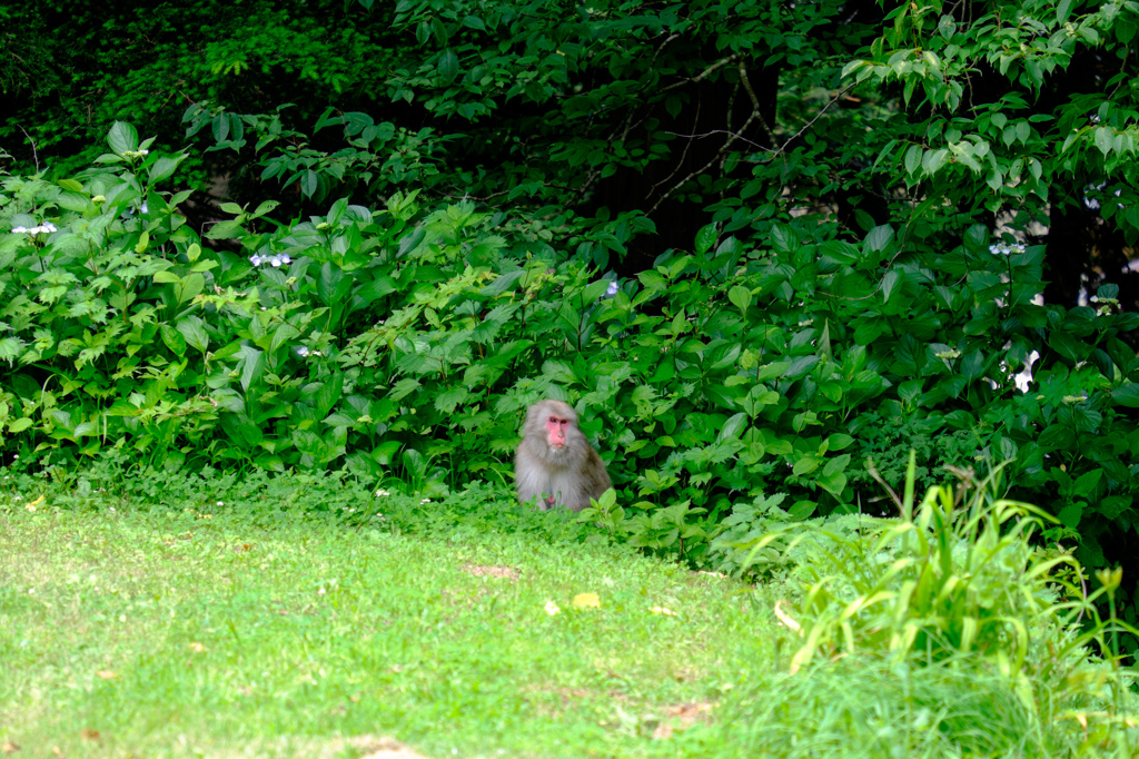 野生のサルが