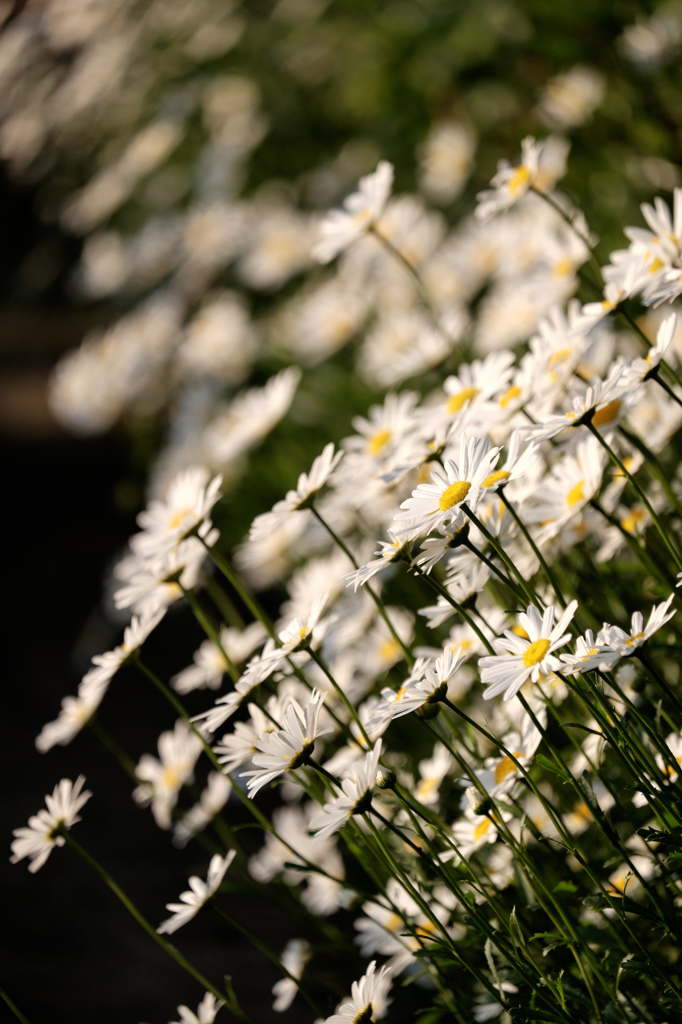 花（クラシッククローム）