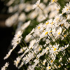 花（クラシッククローム）