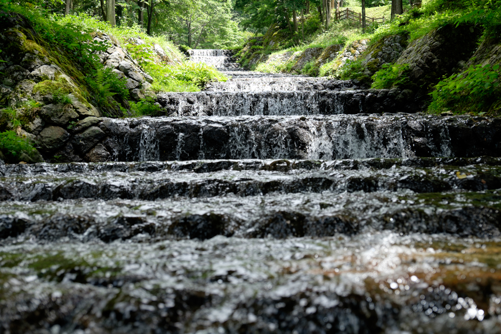 夏の水辺