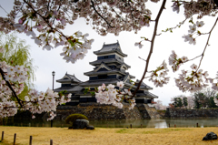 桜咲く松本城