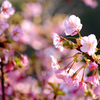 河津桜4