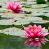 睡蓮
