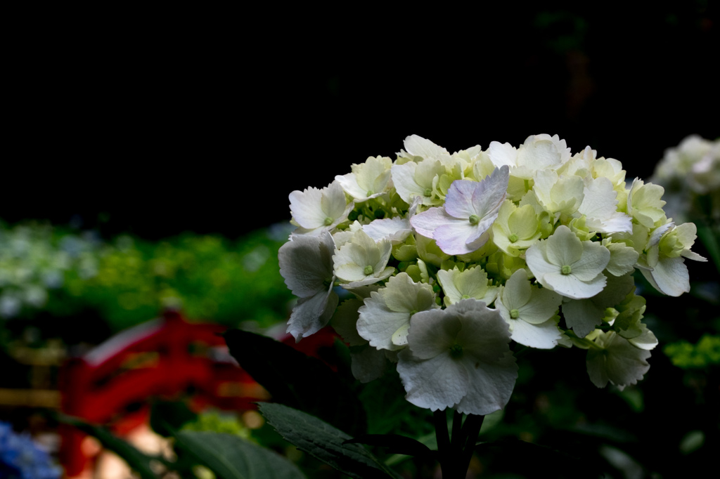 寺院の紫陽花