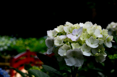 寺院の紫陽花