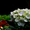 寺院の紫陽花