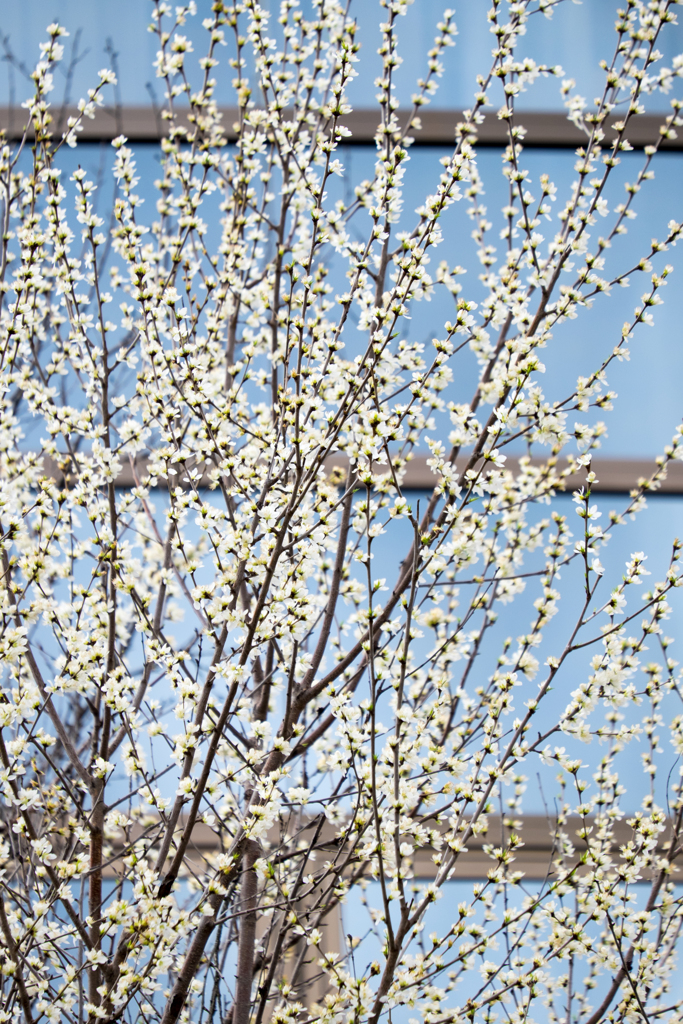 白い魯桃桜