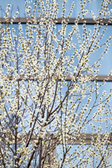 白い魯桃桜