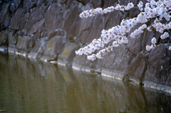 お堀の桜