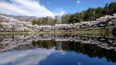 春の記憶：室山池桜