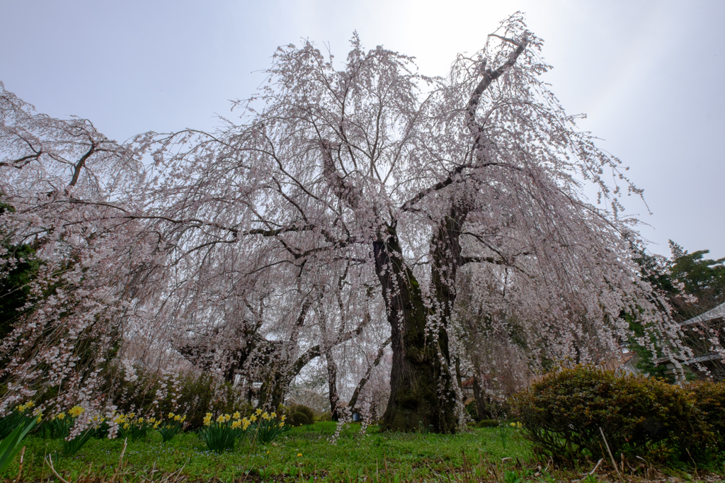 枝垂桜 (2)