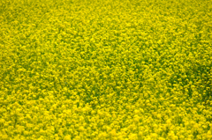 黄色い絨毯
