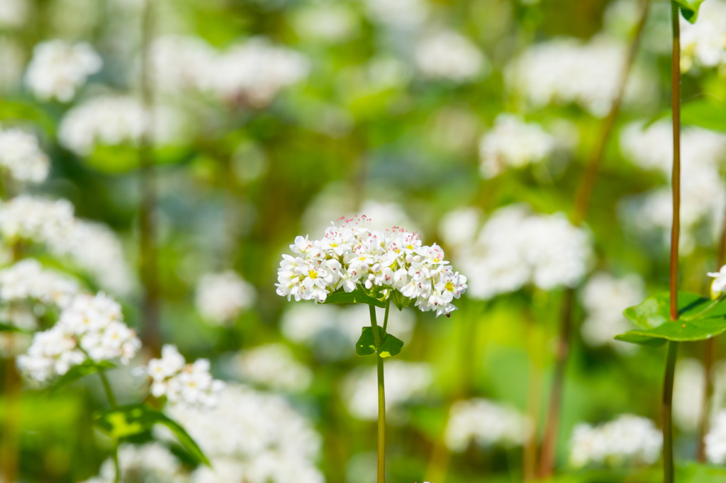 そばの花