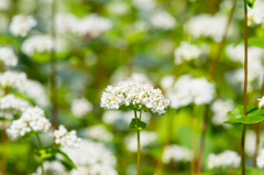 そばの花