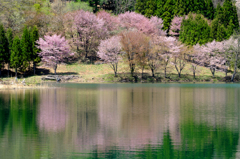 新緑と桜（遅かった）