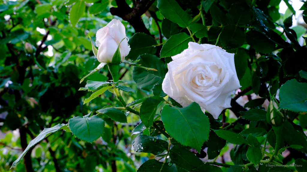 白い薔薇
