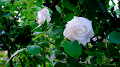 白い薔薇
