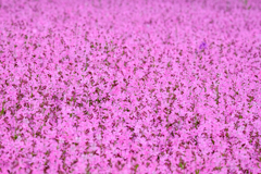 ピンクの花