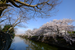 お堀の桜3