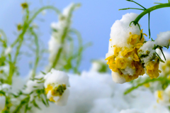 雪かぶる菜の花