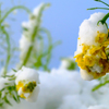 雪かぶる菜の花